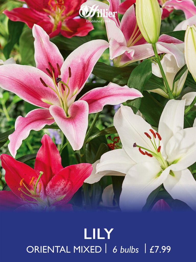 Lily Oriental Mixed Bulbs 8718641997468 2